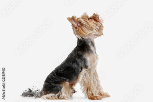 Yorkshire terrier at studio against a white background photo