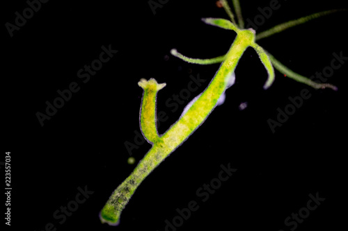 Hydra is a genus of small, fresh-water animals of the phylum Cnidaria and class Hydrozoa under the microscope for education. photo