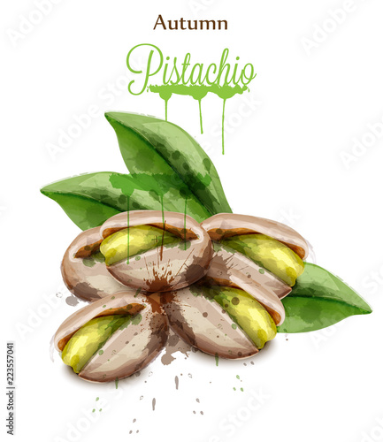 Pistachio watercolor Vector isolated on white. Painted style illustrations