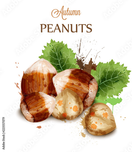 Hazelnuts Vector watercolor isolated on white. Painted style illustrations