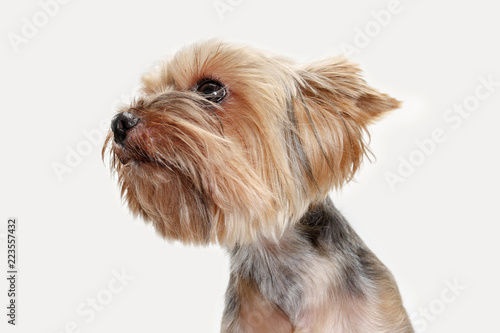 Photography Yorkshire terrier at studio against a white background