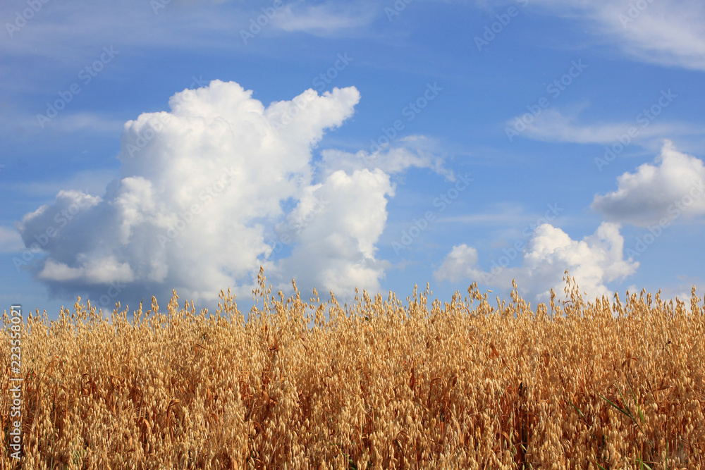 Large field of fresh wheat in countryside Large field of fresh wheat in countryside