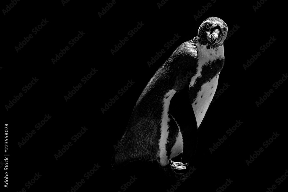 Fototapeta premium zabawny pingwin na białym tle na czarnym tle