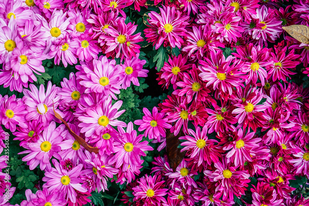 flower background flower background