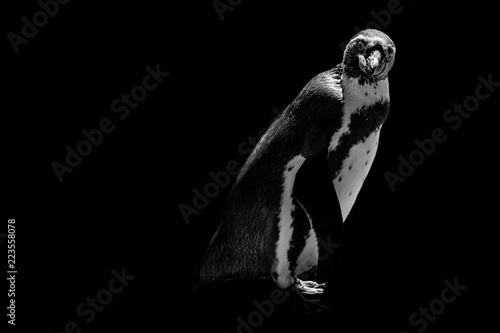 Funny penguin isolated on black background with copy space 