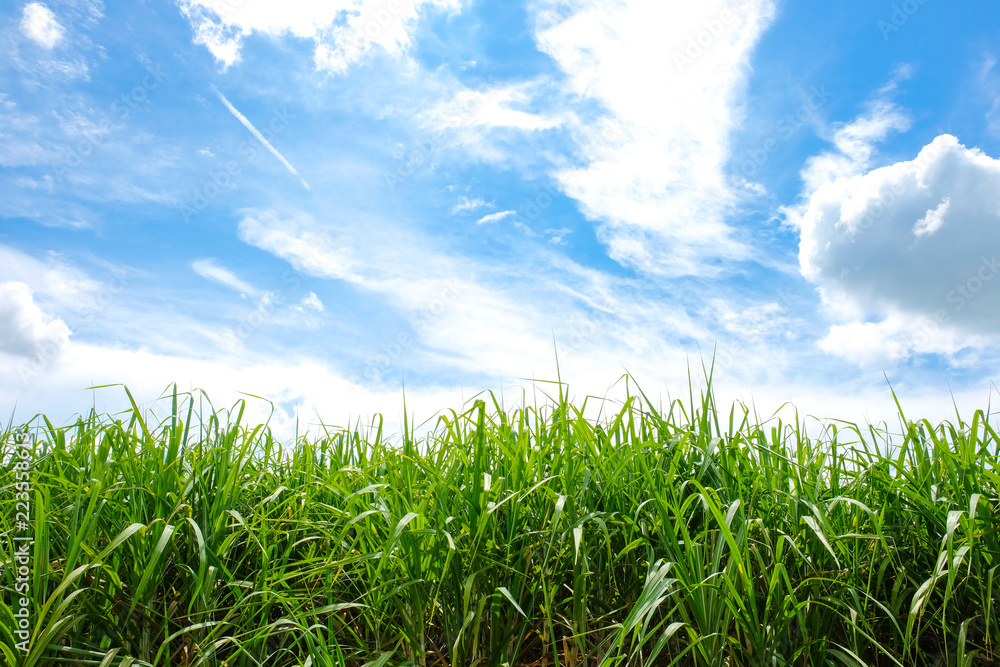 Obraz premium clouds in the blue sky background.