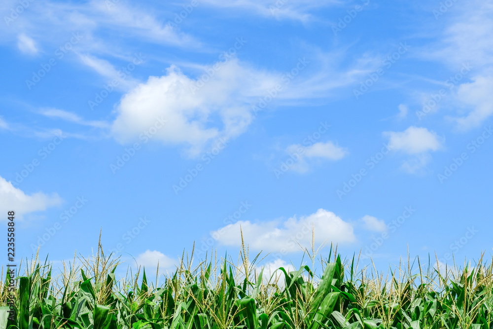 clouds in the blue sky background. clouds in the blue sky background.