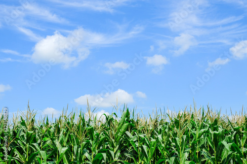 clouds in the blue sky background.