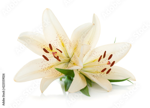 Two white lily