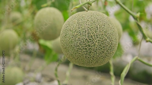 melons in the garden, Cantaloupe. Fresh melon on tree