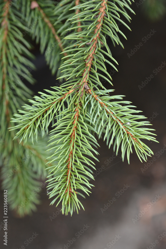 Blue spruce Blue spruce