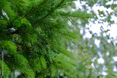 Spruce branches with drops of water after rain