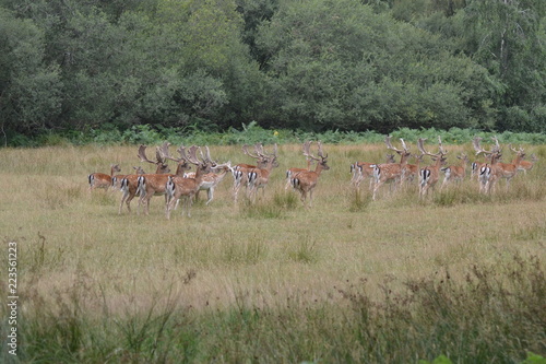 herd of wild deer