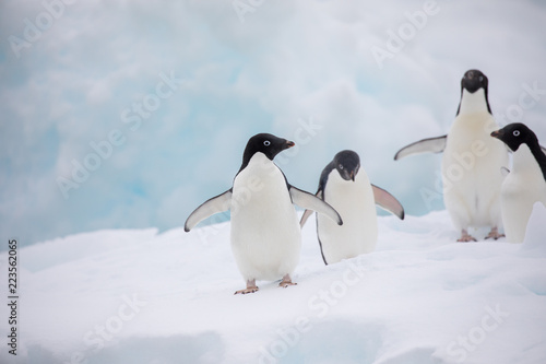 penguin in the arctic