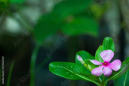 nayantara flower catharanthus roseus