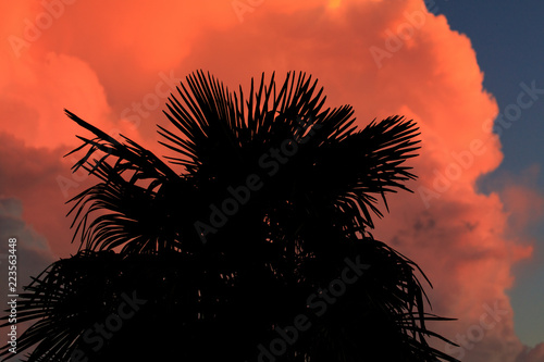 Silhouette of palm trees on sunset background