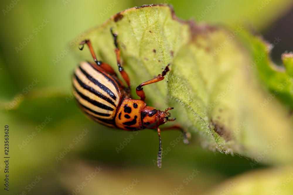 Fototapeta premium Colorado beetle on the leaves of potatoes