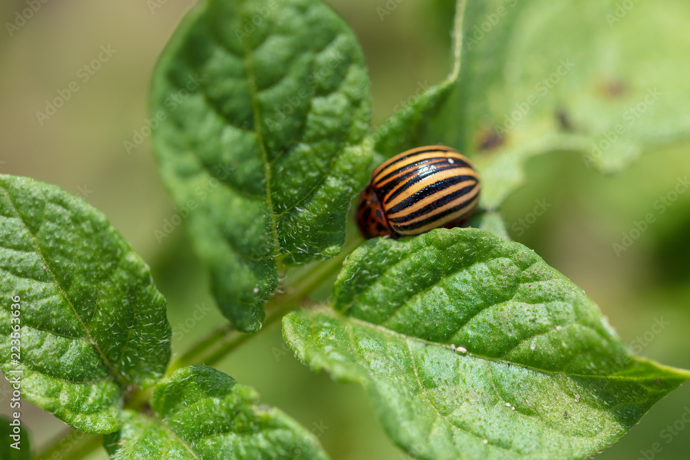Colorado beetle on the leaves of potatoes Colorado beetle on the leaves of potatoes