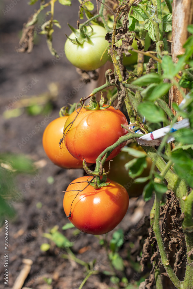Ripe red tomatoes on a bush in the garden Ripe red tomatoes on a bush in the garden