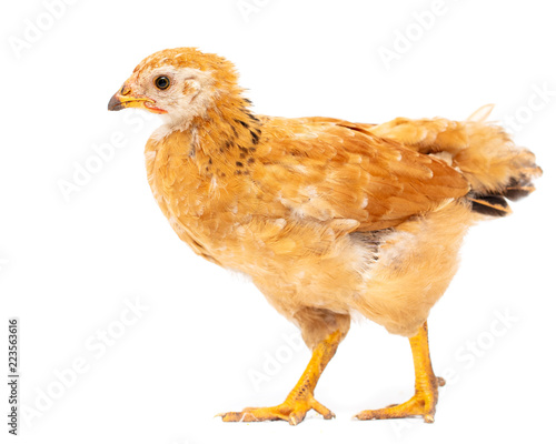 Portrait of an orange chick on a white background