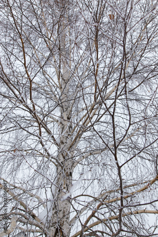 Snow on the branches of a tree