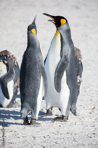 penguin in the arctic