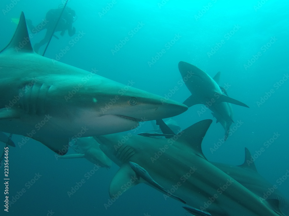 Naklejka premium DCIM\111GOPRO\GOPR2376.JPG