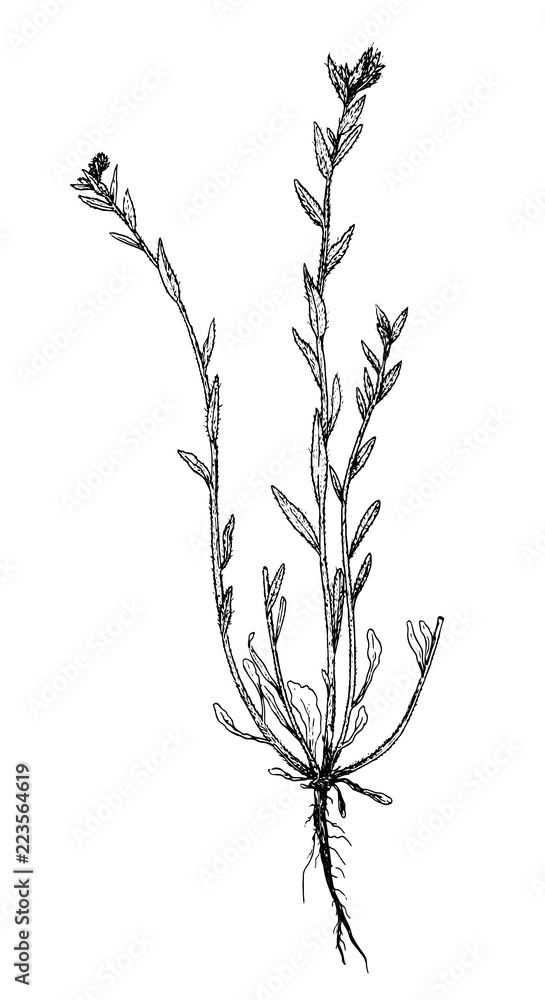 Buglossoides sibthorpiana botanical sketch Buglossoides sibthorpiana botanical sketch