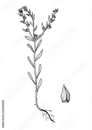 Buglossoides arvensis sketch