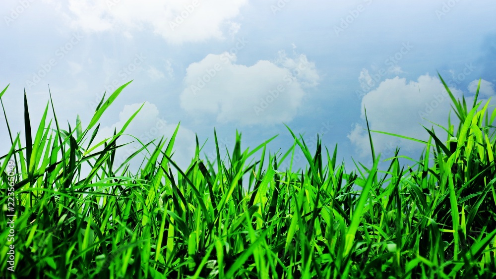 Green grass background texture. Green grass background texture.
