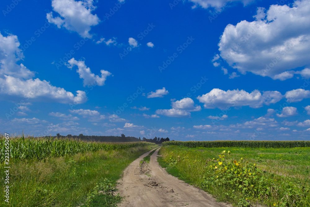 Rural landscape. Road in field. Summer.