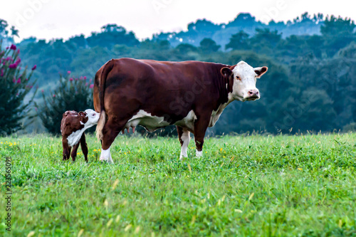 Obraz na płótnie Hereford cow dam calf heifer bull milk baby