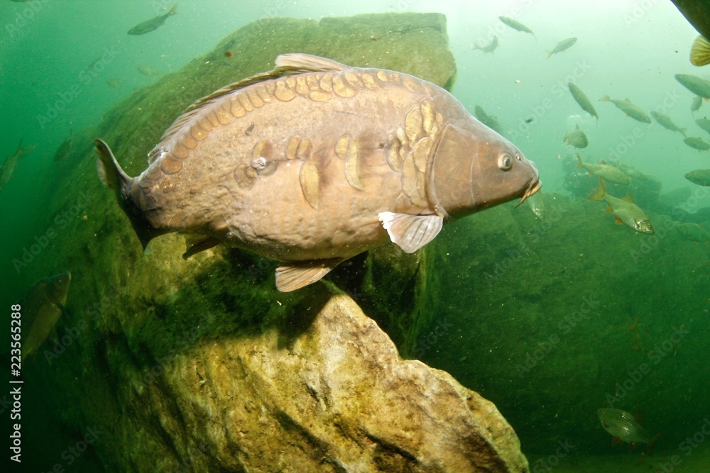 Fototapeta premium Carp