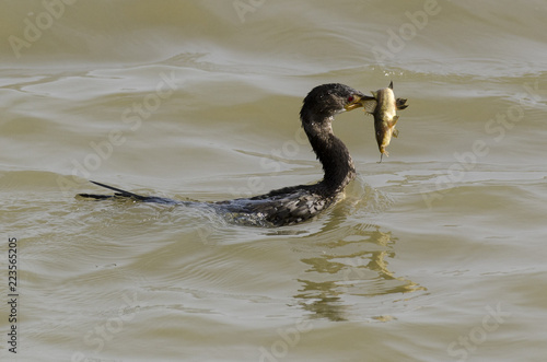 Cormoran africain, .Microcarbo africanus, Reed Cormorant photo