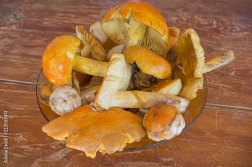 Caesar's mushroom - Amanita caesarea. Most delicious mushroom in the world