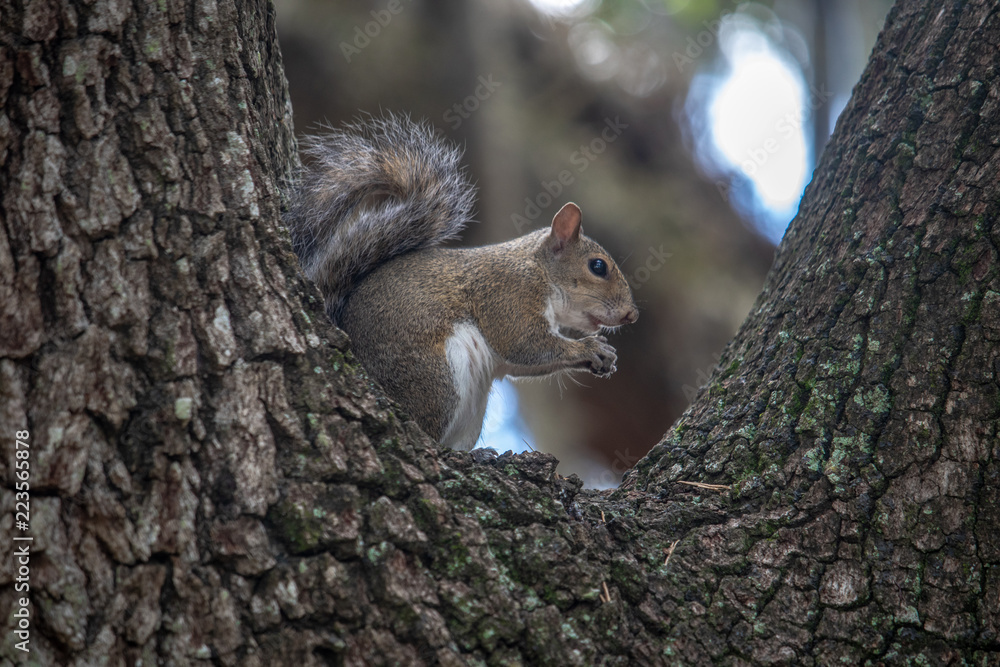 Cute squirrel Cute squirrel