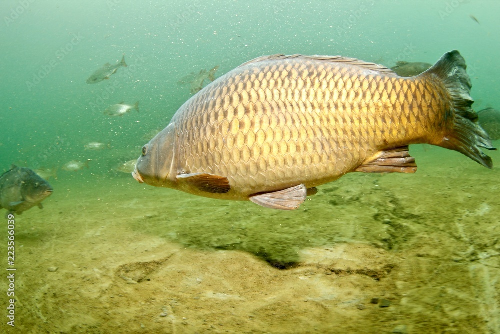 Fototapeta premium Carp