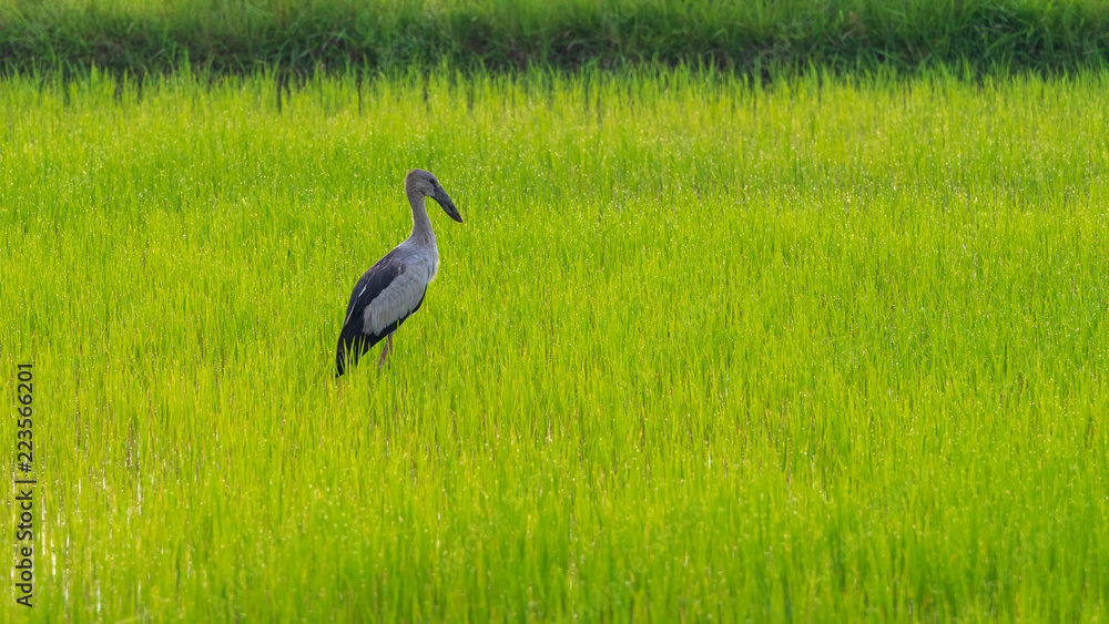 Fototapeta premium Anastomus oscitans in the rice field