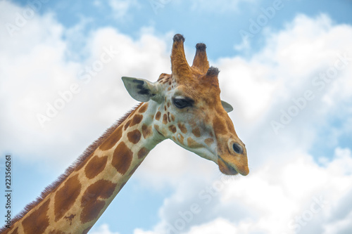 Canvas Print Giraffe on a safari in South Florida