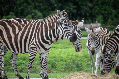 Grant's Zebras on a safari in South Florida © Adriana