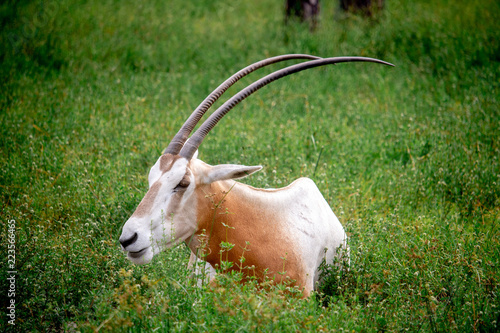 Oryx on a Safari in South Florida