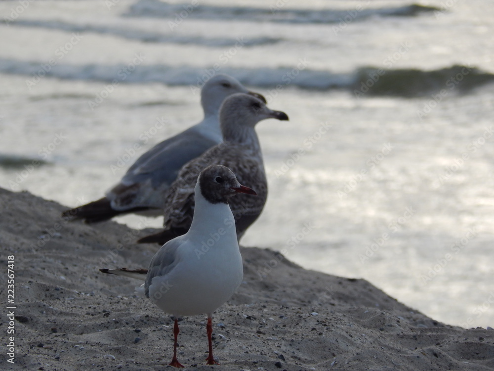 Fototapeta premium Seagull