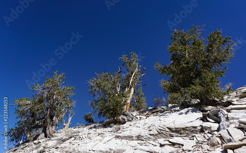 Three ancient Great Basin Bristlecone Pine trees on a bare, rocky ridge in the White Mountains of California are several thousand years old: among the world’s oldest living things. photo