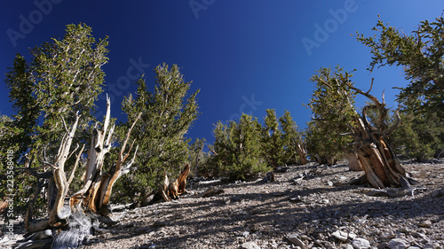 Φωτογραφία A grove of ancient Great Basin Bristlecone Pine trees on a rocky, barren slope in California’s White Mountains
