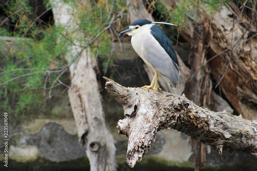 Nycticorax nycticorax, Martinete photo