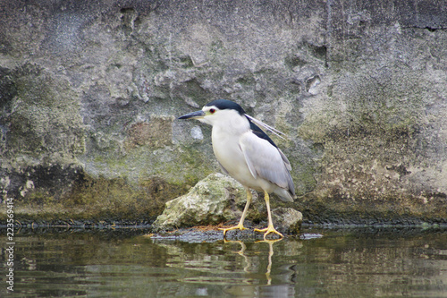 Nycticorax nycticorax, Martinete photo