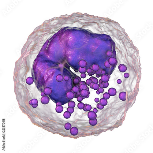 Basophil isolated on white background, a white blood cell, 3D illustration. Basophils are granulocytes taking part in inflammatory reactions and allergic diseases photo