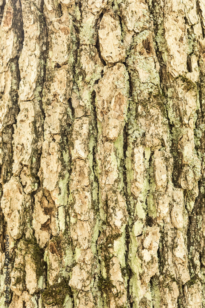 Bark with lichen Bark with lichen