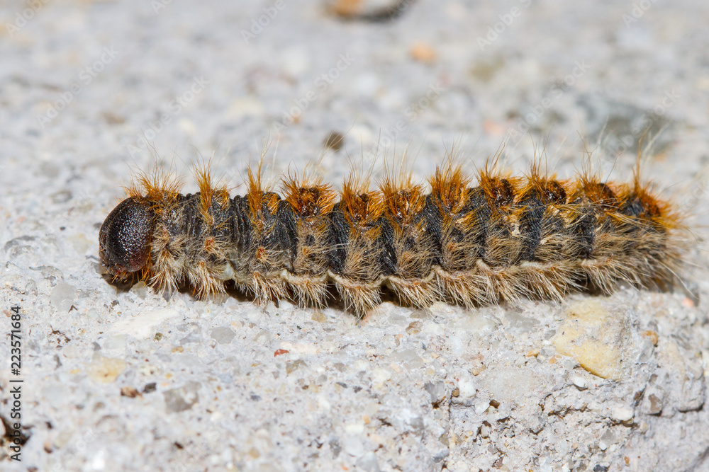 pine processionary or Thaumetopoea pityocampa pine processionary or Thaumetopoea pityocampa
