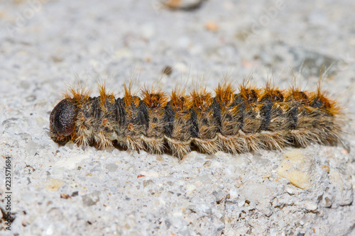 pine processionary or Thaumetopoea pityocampa
